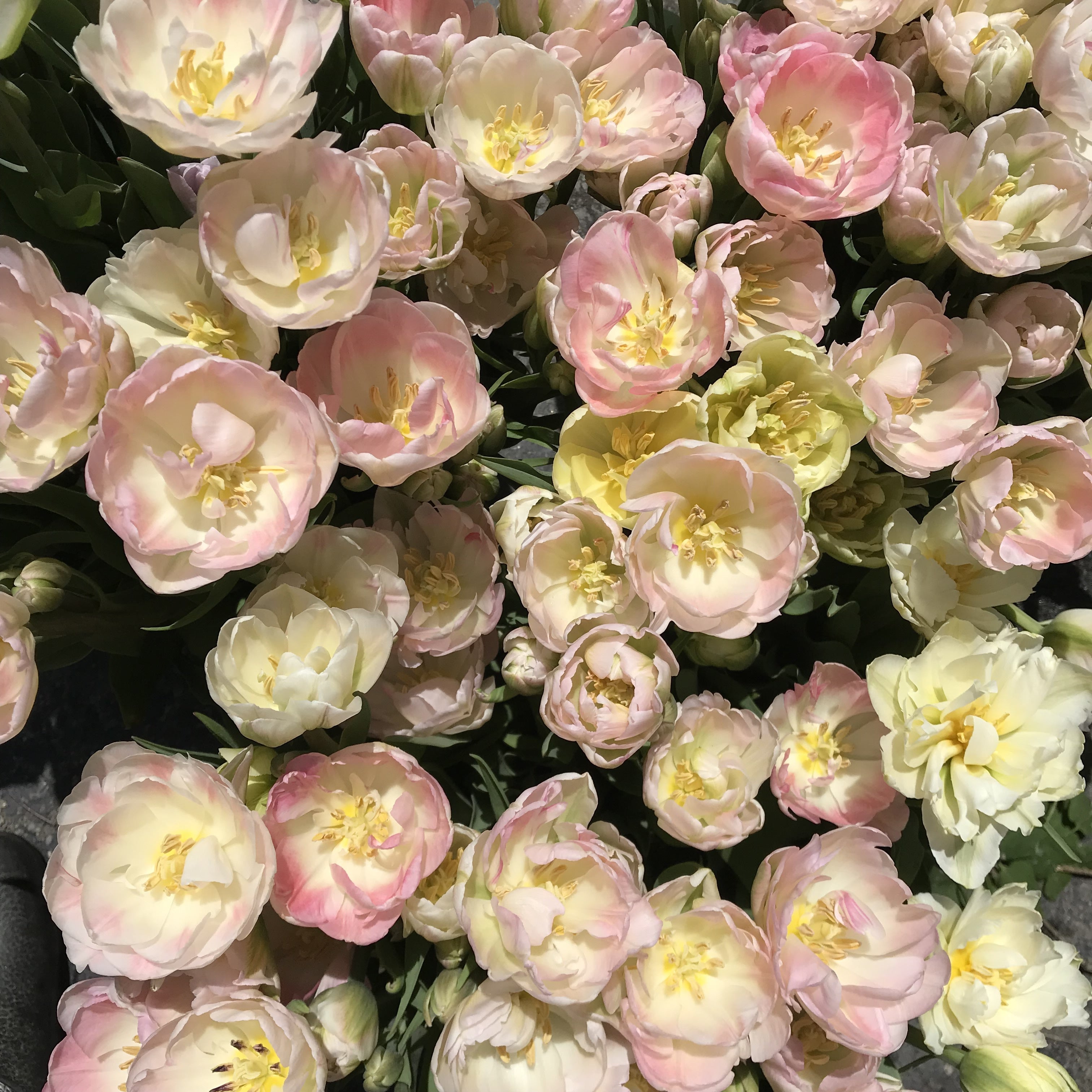 Close-up of pink and white flowers with green leaves