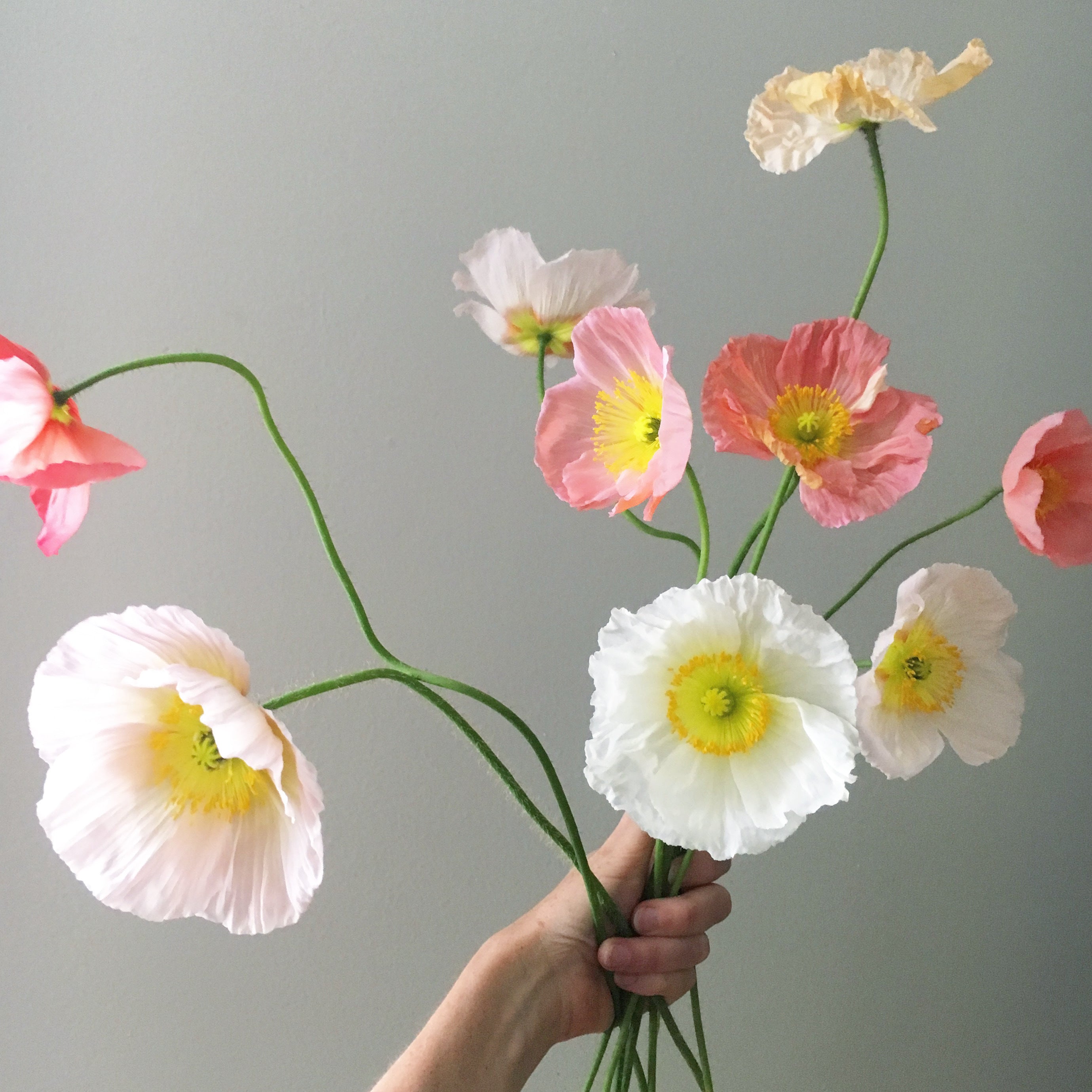 Hand holding a bouquet of pink, white, and yellow poppies against a gray background