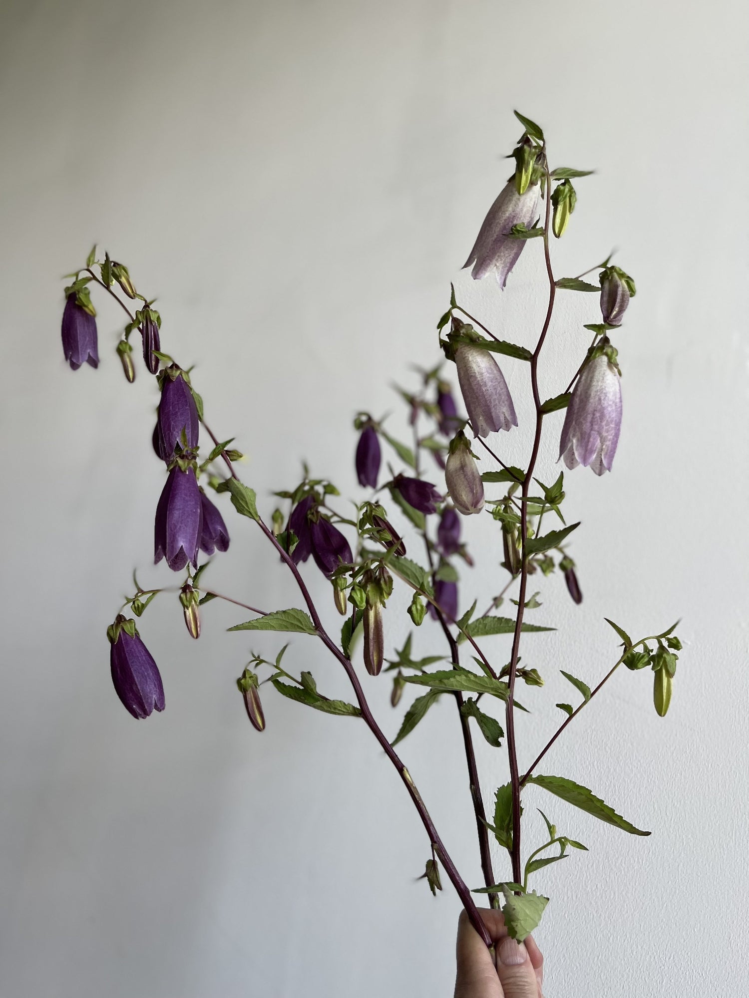 Purple bell-shaped flowers on a branch against a plain background