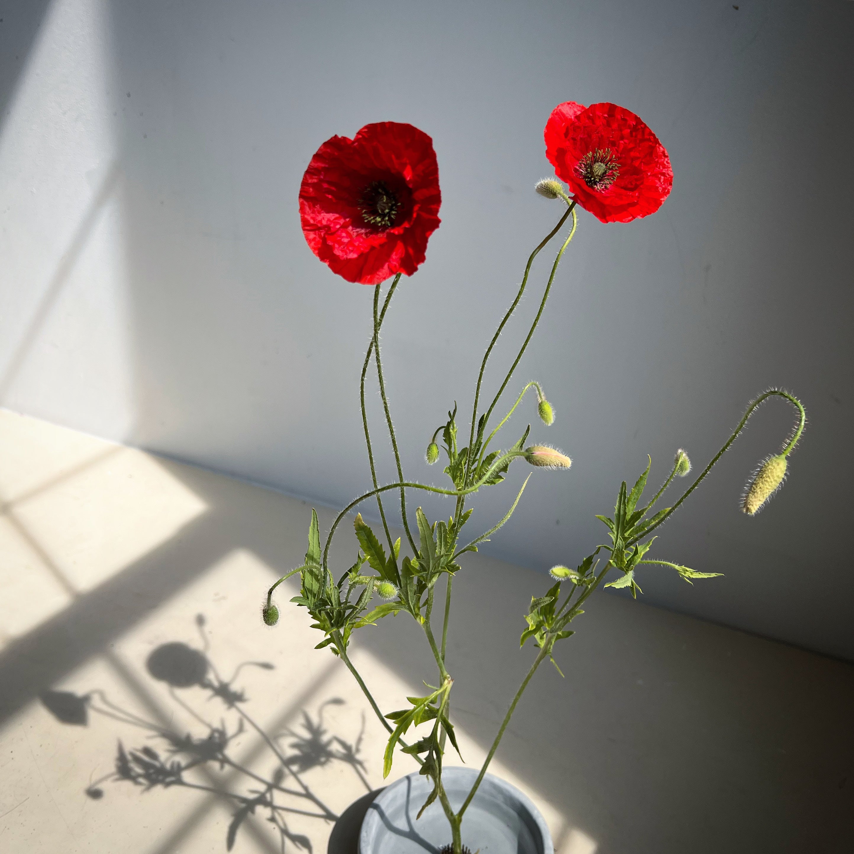 Two red poppies with green stems on a light gray background