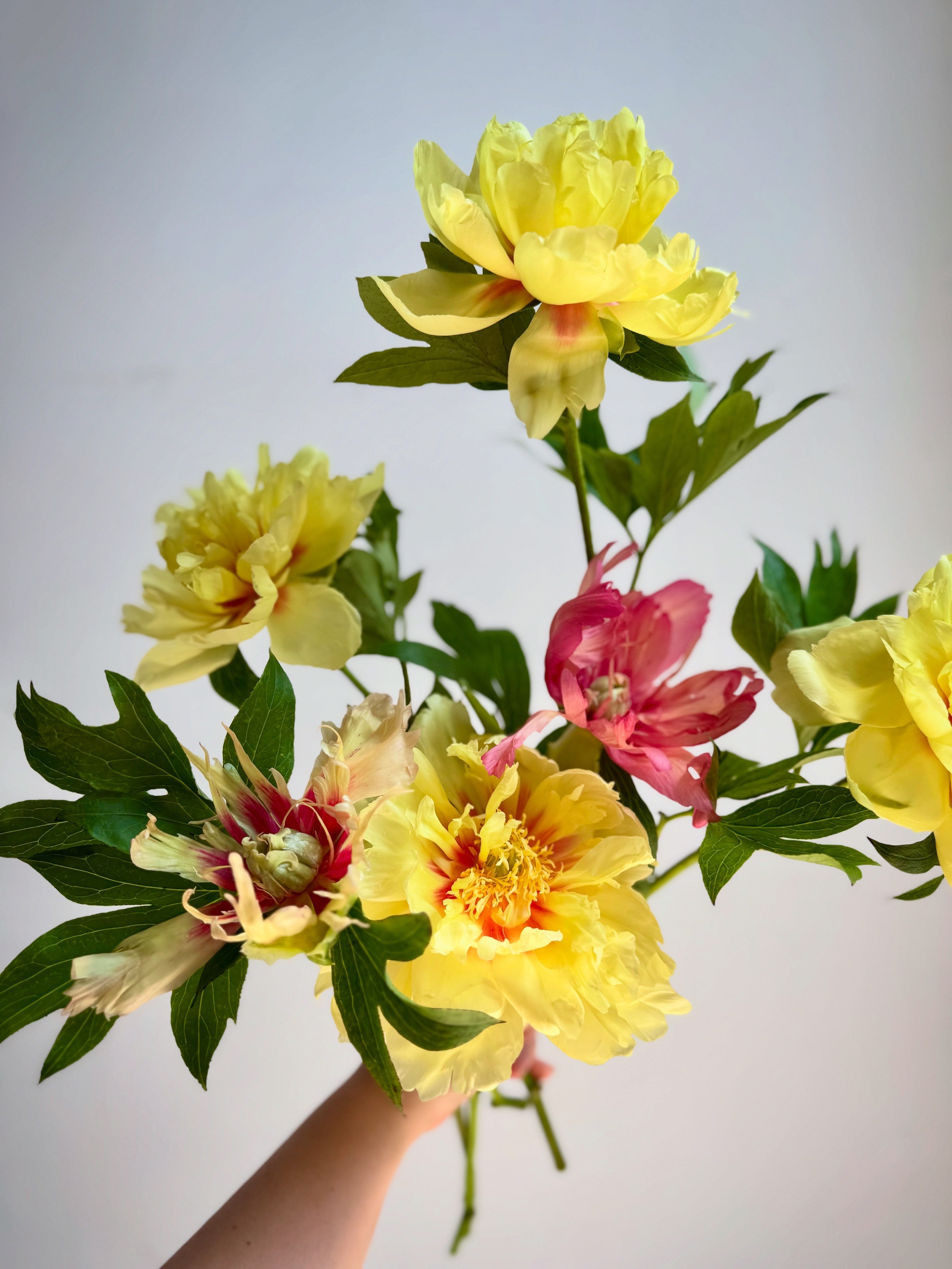 Bouquet of yellow and pink flowers held against a plain background