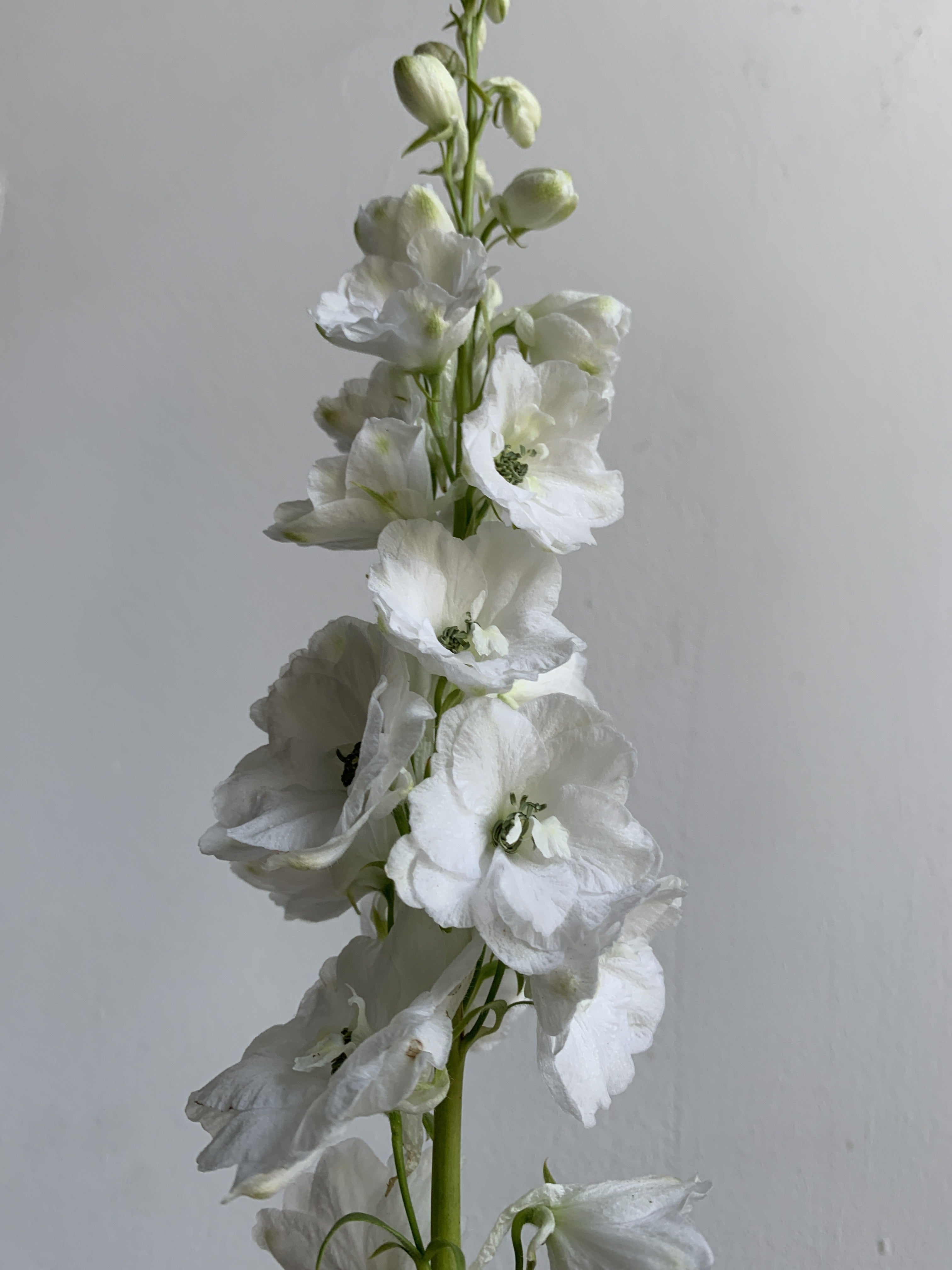 White delphinium flower against a plain background