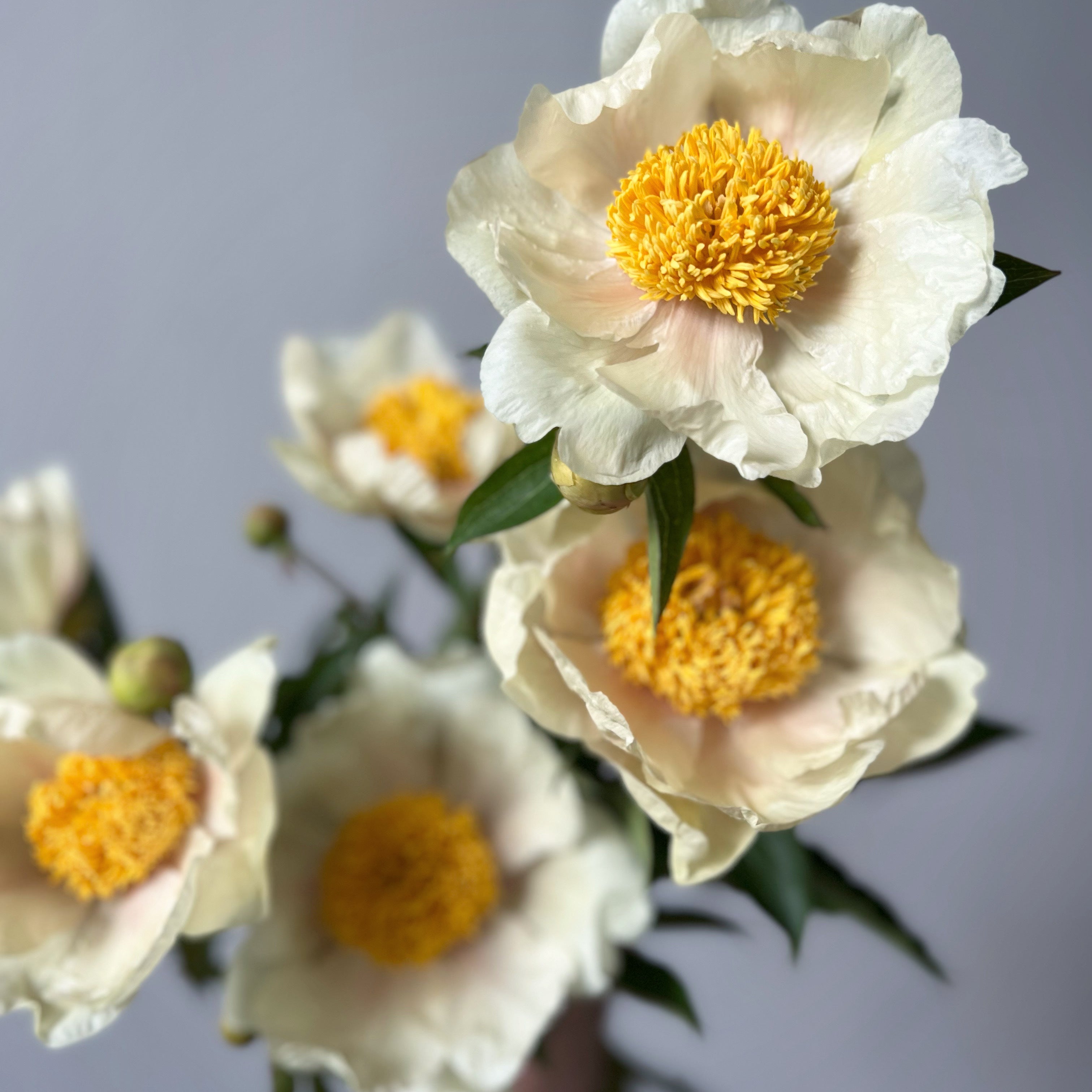 Close-up of white flowers with yellow centers on a blurred gray background