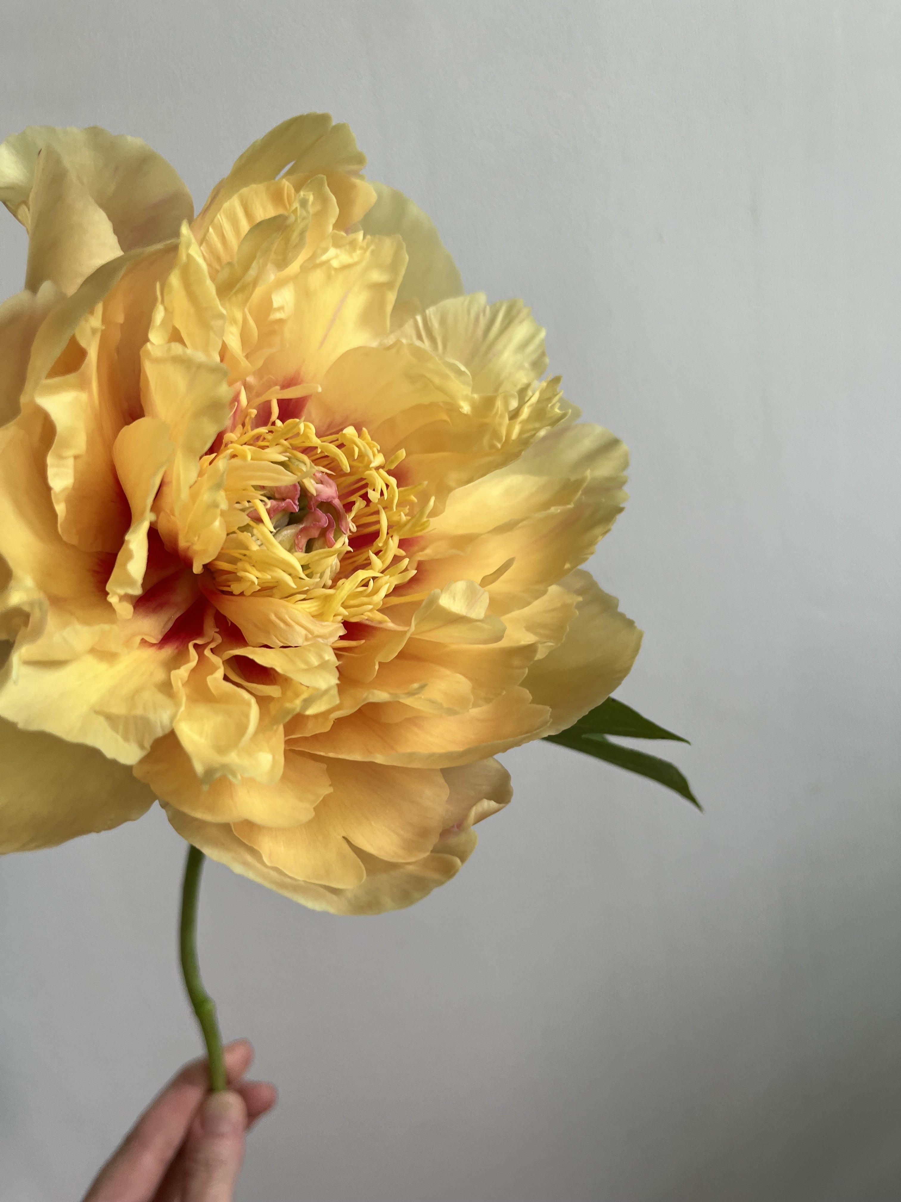 Large yellow peony flower held against a plain background