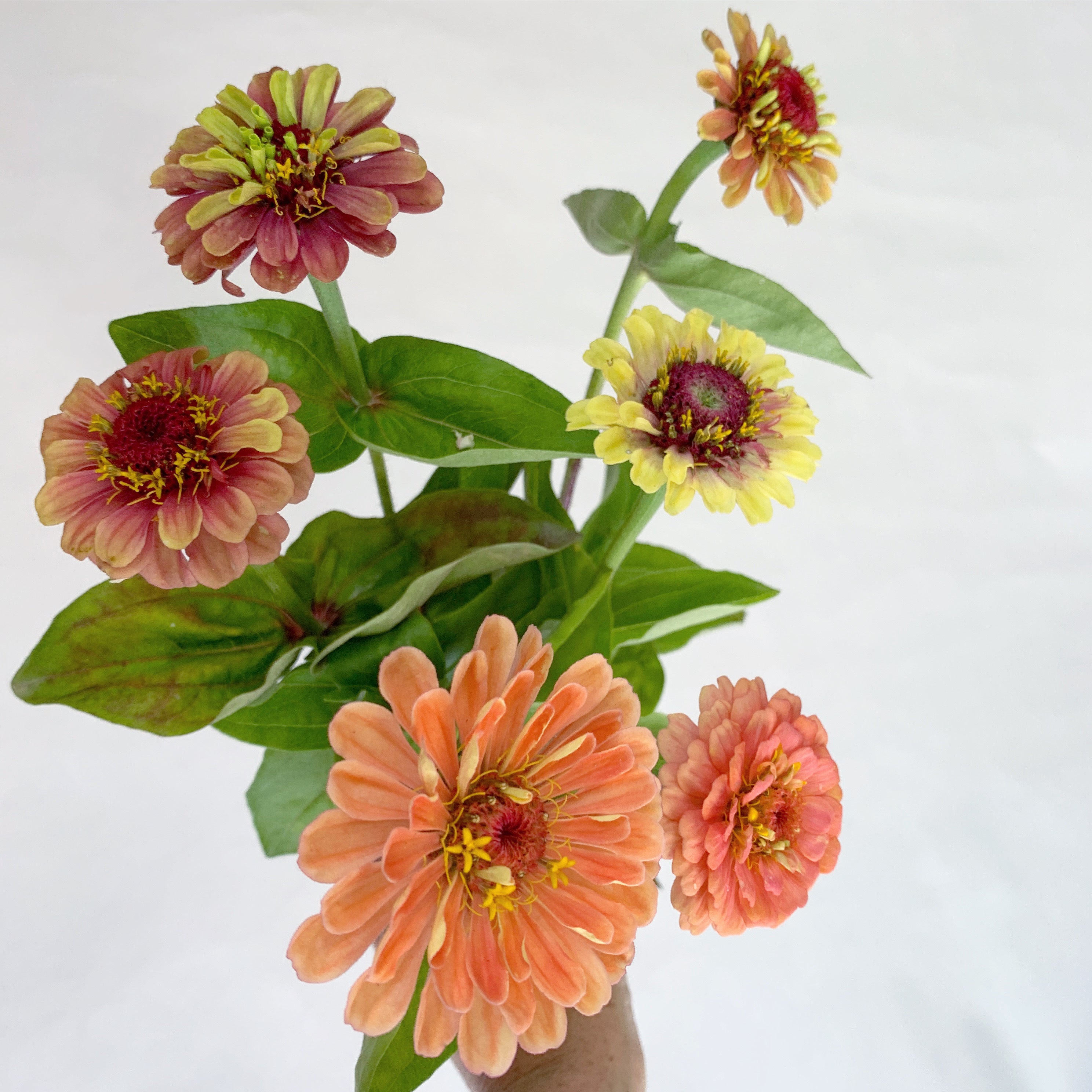Bouquet of colorful flowers with green leaves on a white background