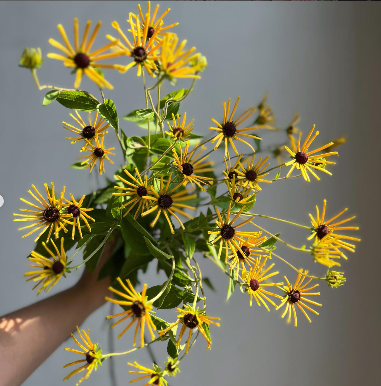 Bouquet of yellow flowers with green leaves against a neutral background
