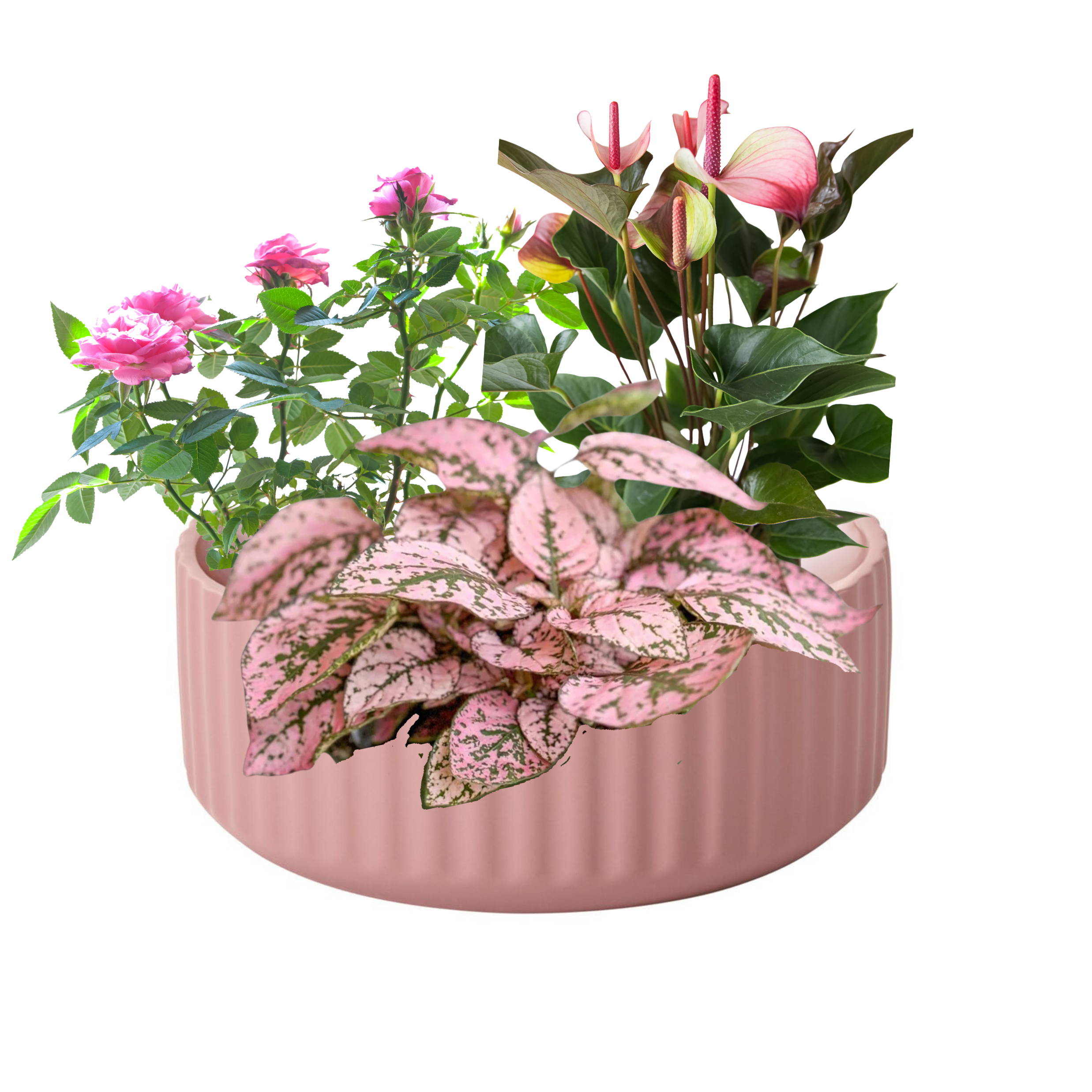 Valentine's Flowering Plants in Pink Ceramic Bowl