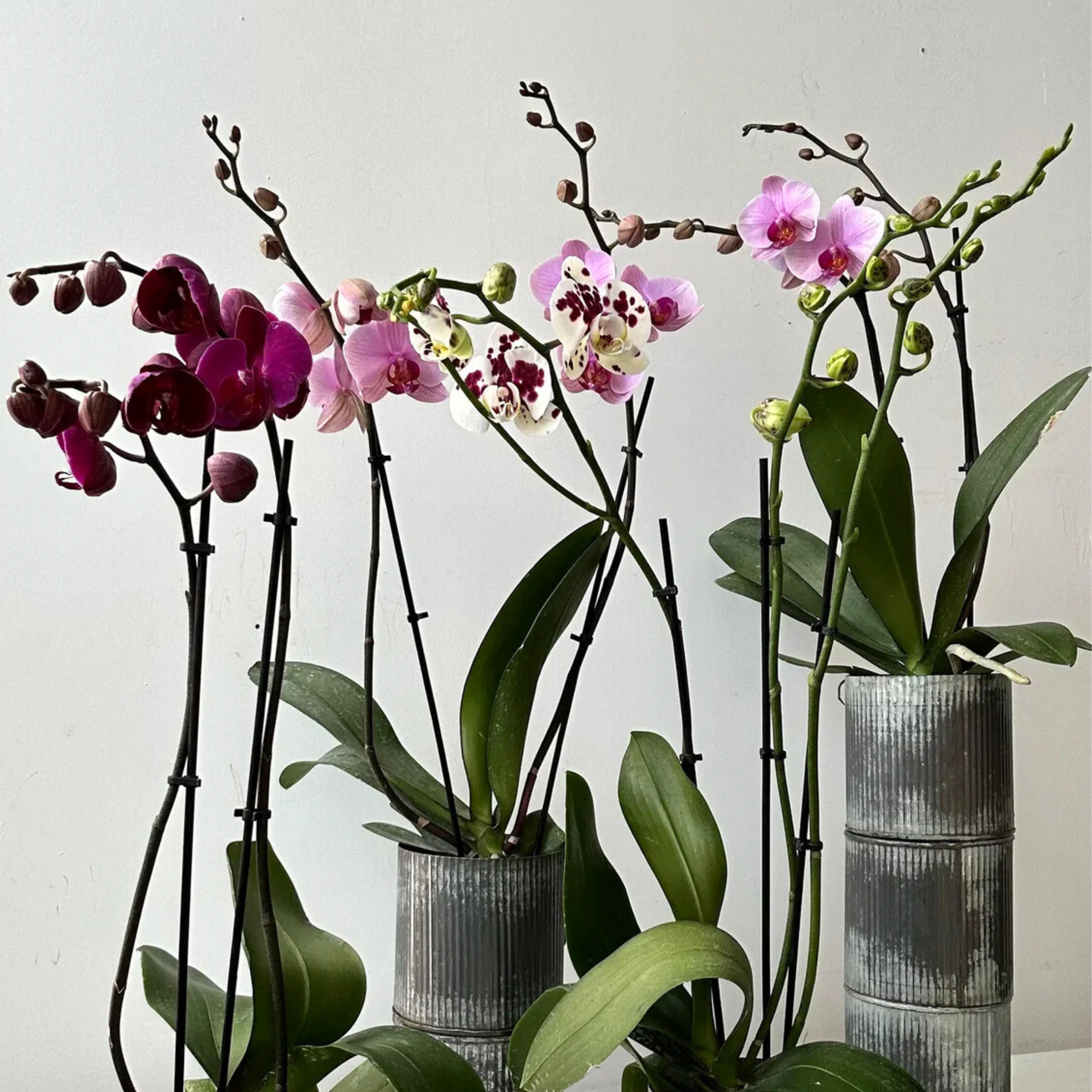 Valentine's Orchid in Metal Planter